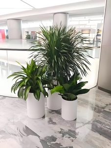 宁波北仑盆景租摆，满足你对绿植的期待